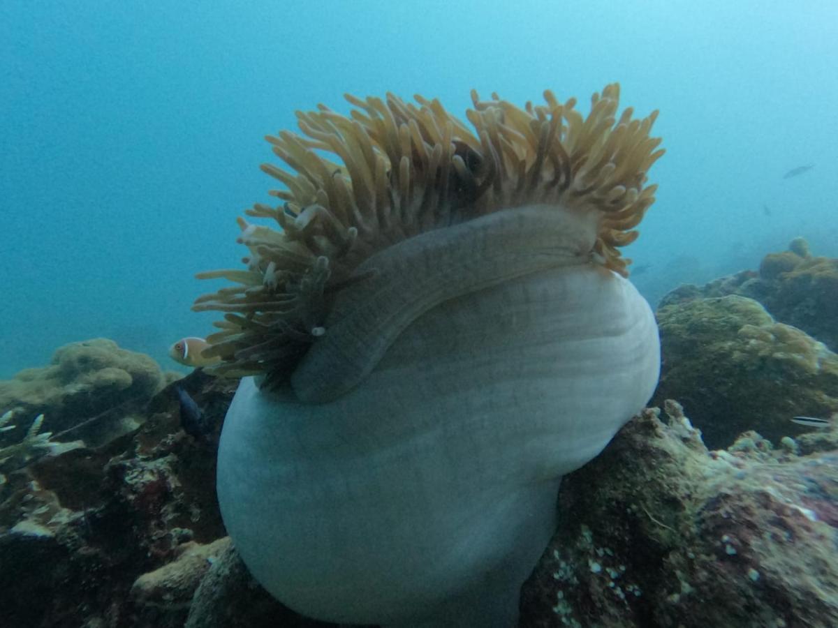 Maratua Island Maratua Dive Center And Lodge מראה חיצוני תמונה