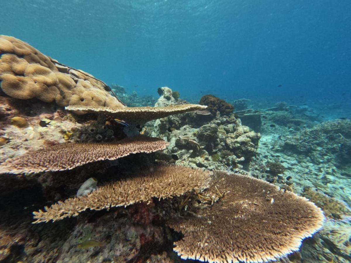 Maratua Island Maratua Dive Center And Lodge מראה חיצוני תמונה