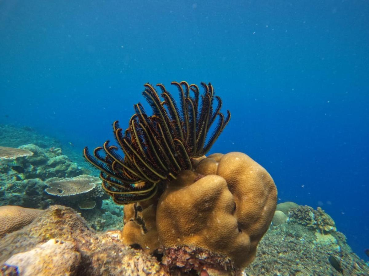 Maratua Island Maratua Dive Center And Lodge מראה חיצוני תמונה